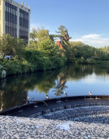 Birds at the Fish Ladder