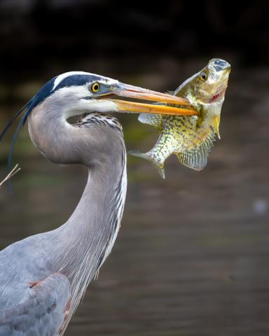 Bird catching fish