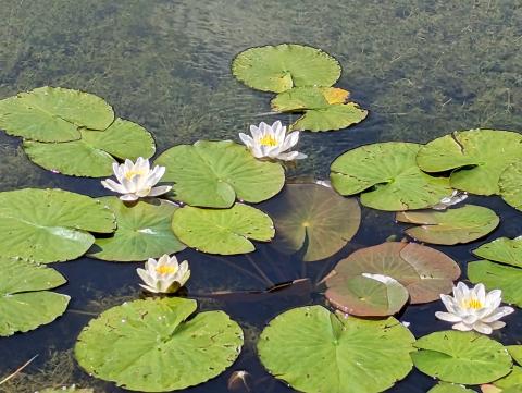 Water Lilies