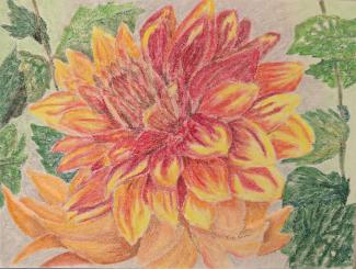 A Delightful Dahlia