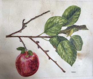 Apple on vellum