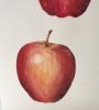 Apples